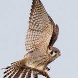 12SB6413 American Kestrel Female